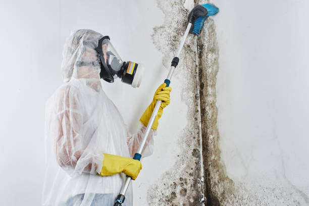 Mold Removal Process in Rutledge, TN