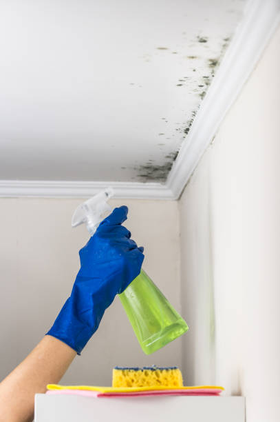 Home Mold Removal in Rutledge, TN