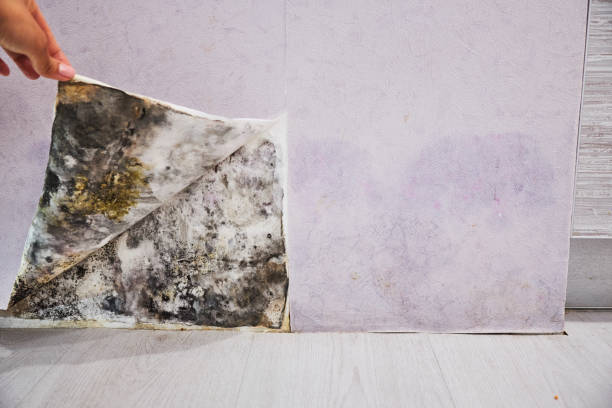 Best Local Mold Removal Service  in Rutledge, TN